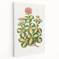 Romanticism Art - Stonecrop Leaf Illustration by Lydon & Fawsett Print