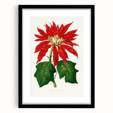Romanticism Art - Poinsettia Illustration by Lydon & Fawsett Print