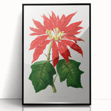 Romanticism Art - Poinsettia Illustration by Lydon & Fawsett Print