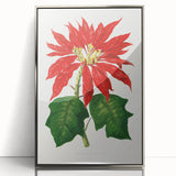 Romanticism Art - Poinsettia Illustration by Lydon & Fawsett Print