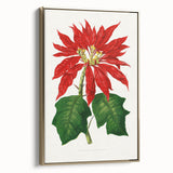Romanticism Art - Poinsettia Illustration by Lydon & Fawsett Print