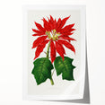Romanticism Art - Poinsettia Illustration by Lydon & Fawsett Print