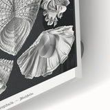 Ernst Haeckel’s Shell Illustrations - Elegant Black and White Wall Art