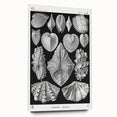 Ernst Haeckel’s Shell Illustrations - Elegant Black and White Wall Art
