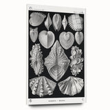 Ernst Haeckel’s Shell Illustrations - Elegant Black and White Wall Art