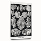 Ernst Haeckel’s Shell Illustrations - Elegant Black and White Wall Art