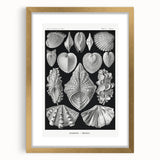 Ernst Haeckel’s Shell Illustrations - Elegant Black and White Wall Art