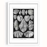 Ernst Haeckel’s Shell Illustrations - Elegant Black and White Wall Art