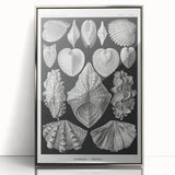 Ernst Haeckel’s Shell Illustrations - Elegant Black and White Wall Art