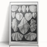 Ernst Haeckel’s Shell Illustrations - Elegant Black and White Wall Art