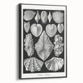 Ernst Haeckel’s Shell Illustrations - Elegant Black and White Wall Art
