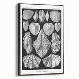Ernst Haeckel’s Shell Illustrations - Elegant Black and White Wall Art