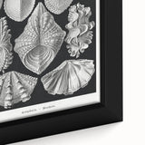 Ernst Haeckel’s Shell Illustrations - Elegant Black and White Wall Art