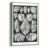 Ernst Haeckel’s Shell Illustrations - Elegant Black and White Wall Art