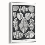 Ernst Haeckel’s Shell Illustrations - Elegant Black and White Wall Art