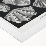 Ernst Haeckel’s Shell Illustrations - Elegant Black and White Wall Art