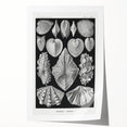 Ernst Haeckel’s Shell Illustrations - Elegant Black and White Wall Art