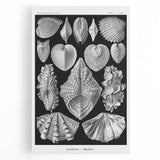 Ernst Haeckel’s Shell Illustrations - Elegant Black and White Wall Art