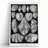 Ernst Haeckel’s Shell Illustrations - Elegant Black and White Wall Art
