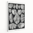 Ernst Haeckel’s Shell Illustrations - Elegant Black and White Wall Art