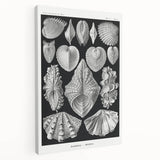 Ernst Haeckel’s Shell Illustrations - Elegant Black and White Wall Art