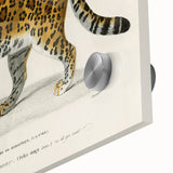 Romanticism Art - Jaguar Illustration by Charles D’Orbigny Print