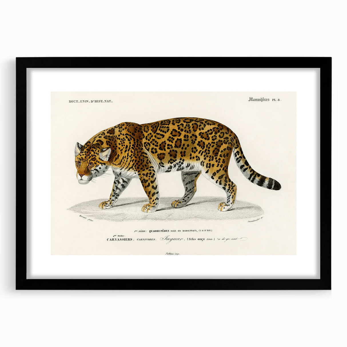 Romanticism Art - Jaguar Illustration by Charles D’Orbigny Print