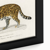 Romanticism Art - Jaguar Illustration by Charles D’Orbigny Print