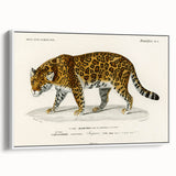 Romanticism Art - Jaguar Illustration by Charles D’Orbigny Print
