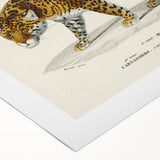 Romanticism Art - Jaguar Illustration by Charles D’Orbigny Print
