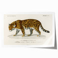 Romanticism Art - Jaguar Illustration by Charles D’Orbigny Print
