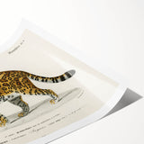 Romanticism Art - Jaguar Illustration by Charles D’Orbigny Print