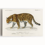 Romanticism Art - Jaguar Illustration by Charles D’Orbigny Print