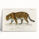 Romanticism Art - Jaguar Illustration by Charles D’Orbigny Print
