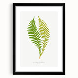 Polypodium Fern Realism Art Print - Edward Lowe Botanical Wall Decor