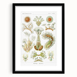 Ernst Haeckel’s Bryozoa - Elegant Nature Illustration Wall Art