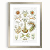Ernst Haeckel’s Bryozoa - Elegant Nature Illustration Wall Art