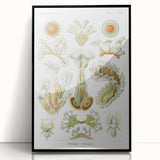 Ernst Haeckel’s Bryozoa - Elegant Nature Illustration Wall Art