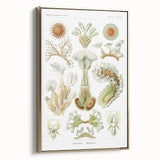 Ernst Haeckel’s Bryozoa - Elegant Nature Illustration Wall Art