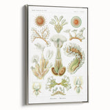 Ernst Haeckel’s Bryozoa - Elegant Nature Illustration Wall Art
