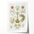 Ernst Haeckel’s Bryozoa - Elegant Nature Illustration Wall Art
