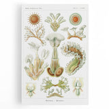 Ernst Haeckel’s Bryozoa - Elegant Nature Illustration Wall Art