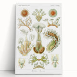 Ernst Haeckel’s Bryozoa - Elegant Nature Illustration Wall Art