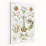 Ernst Haeckel’s Bryozoa - Elegant Nature Illustration Wall Art