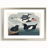 Romanticism Art: "Black Guillemot" by John James Audubon