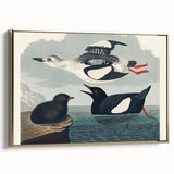 Romanticism Art: "Black Guillemot" by John James Audubon