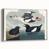 Romanticism Art: "Black Guillemot" by John James Audubon