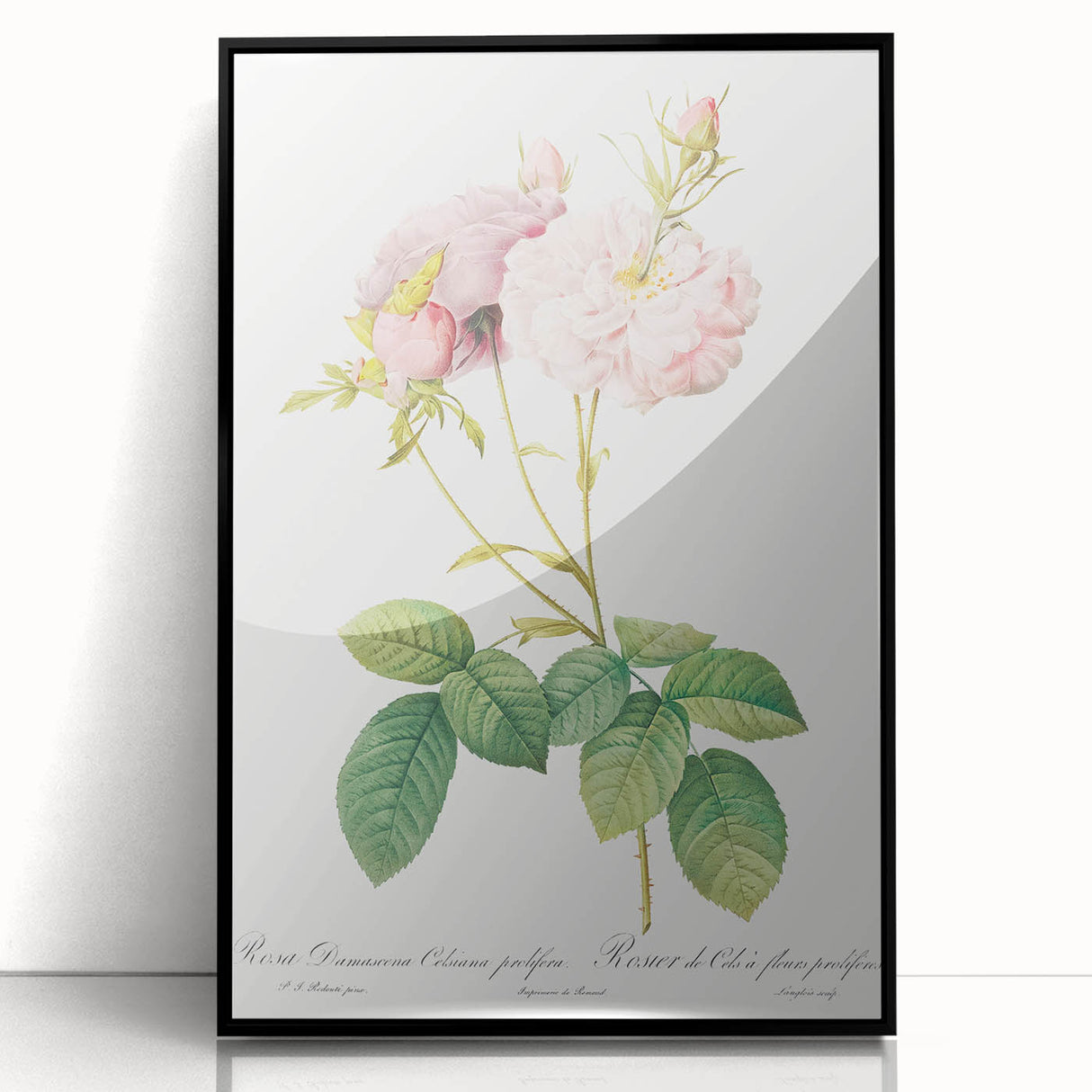 Neoclassical Celsiana Damask Rose Print - Botanical Art by Redouté