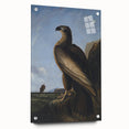 Majestic Realism Art Print – Washington Sea Eagle by Audubon