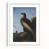 Majestic Realism Art Print – Washington Sea Eagle by Audubon